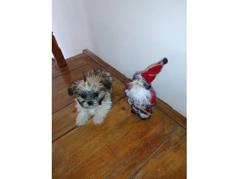 Shih-tzu minik köpekler