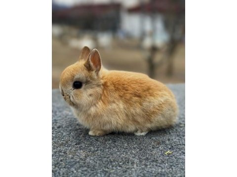 Hollanda cüce tavşanı (sarı)