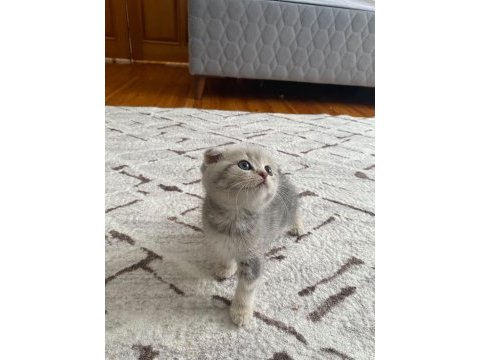 Scottish fold yavrularım yeni yuvasını arıyor