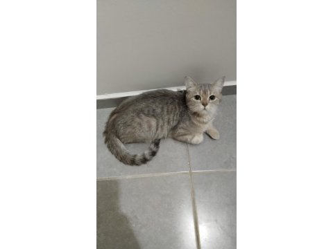 British shorthair silver 2 yaşında