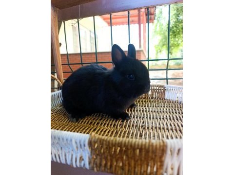 Hollanda mini lop ve hollanda cüce tavşan