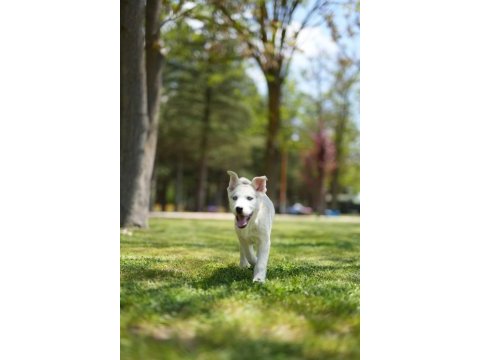 Husky yavrular