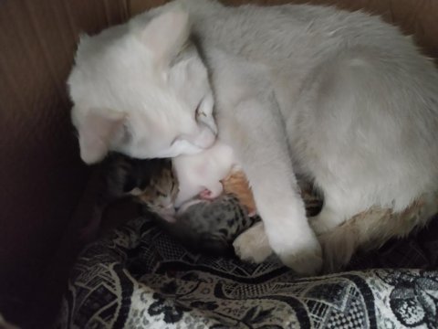 Ankara kedisi