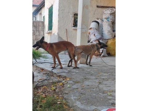 Belçika malinois a kalite yavrular