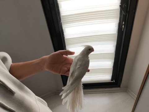 Tecrübeli yavruya bakmış dişi albino 2 yaşında sultan