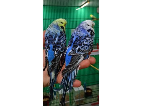 Jumbo damızlık dişi muhabbet kuşlar