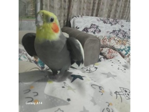 A kalite sultan papağanı