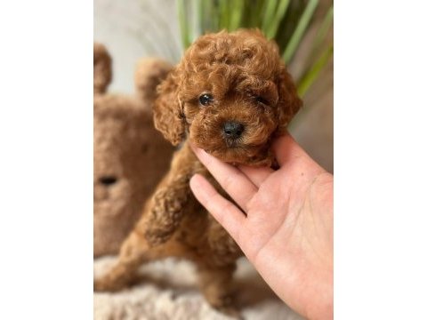 Toy poodle korekan