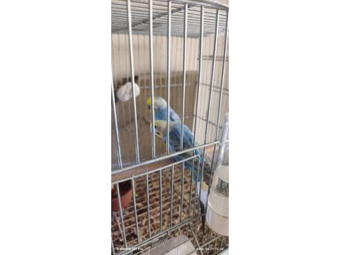 Kaliteli muhabbet kuşu eş perçemli erkek