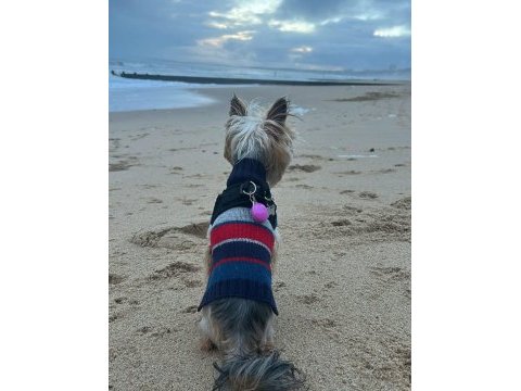 Teacup morkie büyümesi boyutu durdu