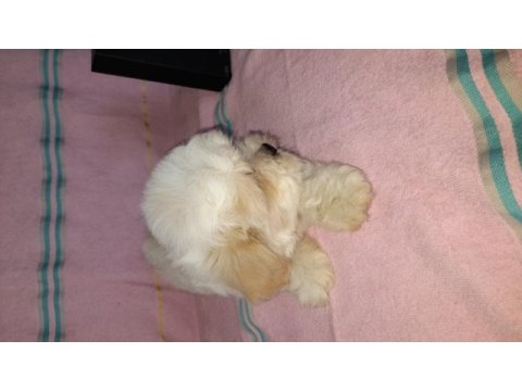 Muazzam güzellikte yakışıklı bir morkie çocuk