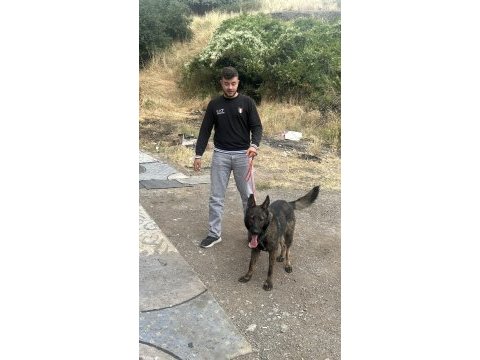 8 aylık kapkara dişi belçika kurdu değerinde