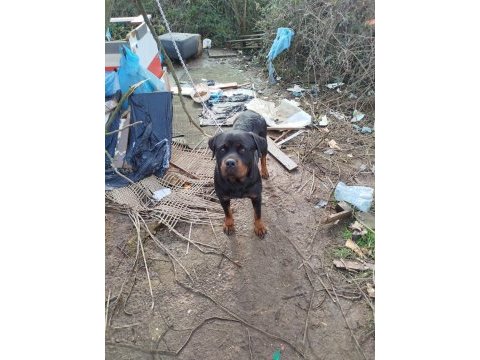 Dışı rottweiler koruma var