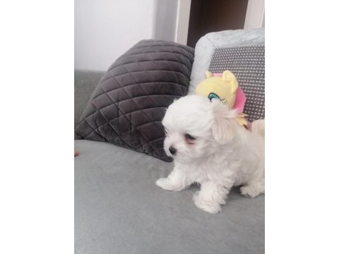 A kalite orjinal maltese yavrular