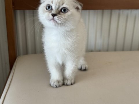 En güzel scottish fold yavrumuzu canlı görün