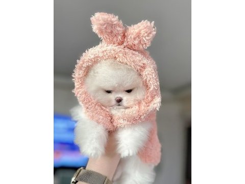 Mini boy pomeranian prenses
