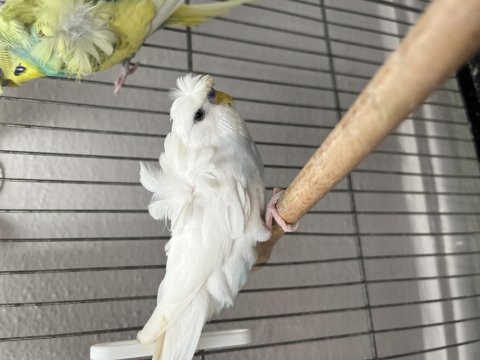 Güzel sağlıklı japones muhabbet kuşları ve jumbo