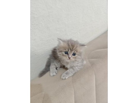 Silver point kediler a kalite