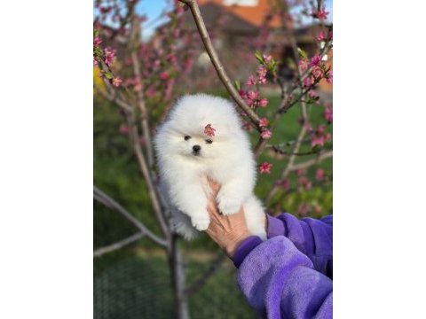 Pomeranian boo teddy