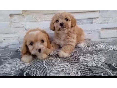 Orijinal maltipoo yavrularımız ırk sağlık garantili