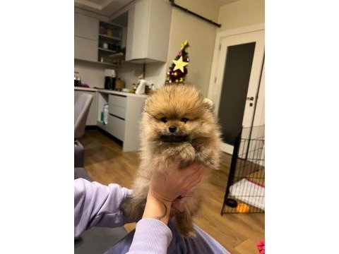 Yurt dışı kalite pomeranian boo erkek yavrum