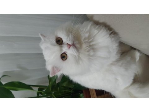 Pamuk gibi scottish fold