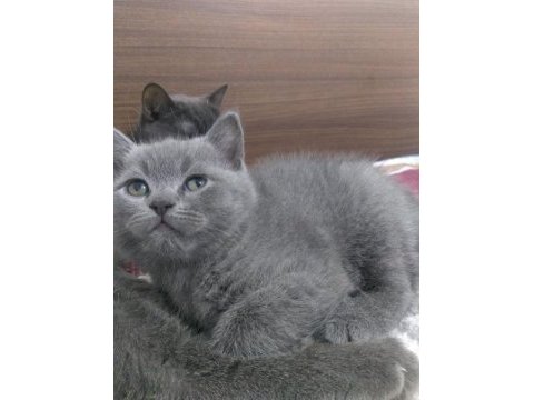 Yavru british shorthair