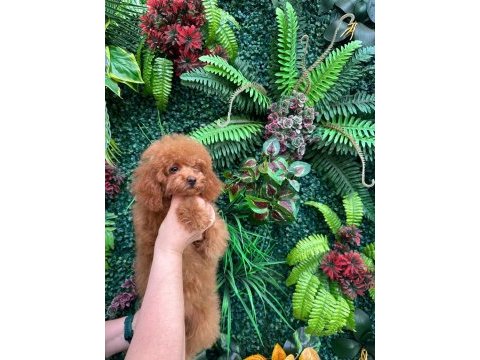 Red toy poodle