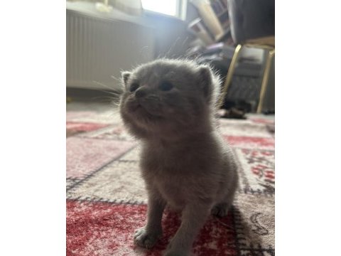 Dişi yavru british shorthair