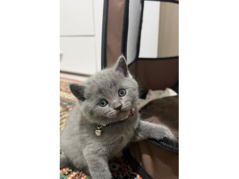 Gri saf british shorthair kedimiz kaçmaz