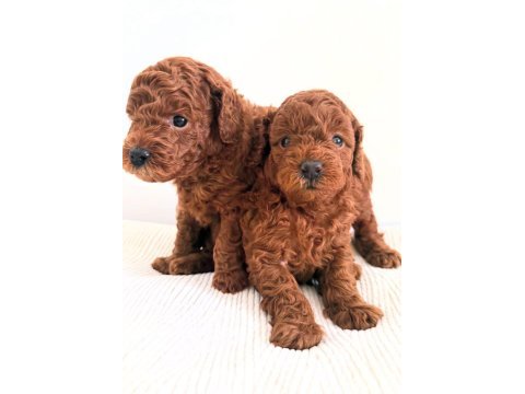 Toy poodle yavrular yeni yuvalarına gitmek için sabırsız