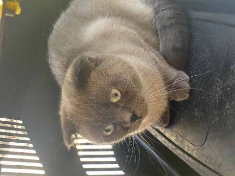 Scottish fold dişi kedimiz yeni yuvasını arıyor