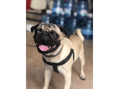 Erkek pug köpeği