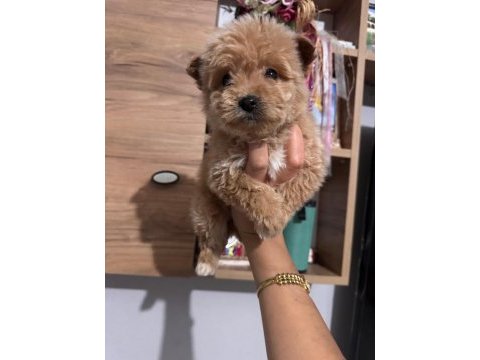 Maltipoo köpeği yavrularımız