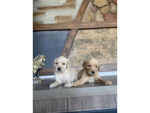 Orjinal golden retrıewer yavrular ankara mağazamızda 