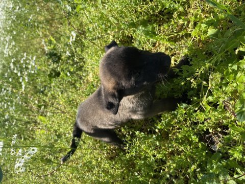 Malinois yavruları