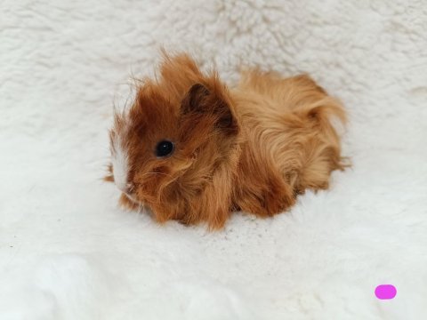 Guinea pig bebekler