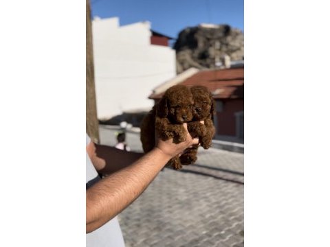 Minik poodle bebekler yeni yuvalarına gitmeye hazır