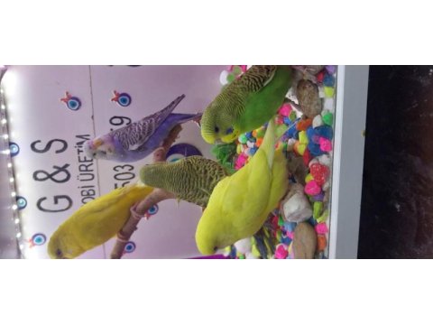 30 40 gün arası bebek muhabbet kuşları