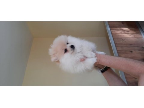 Irk garantili pomeranian