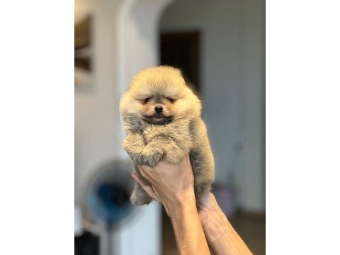 Pomeranian boo yavrular