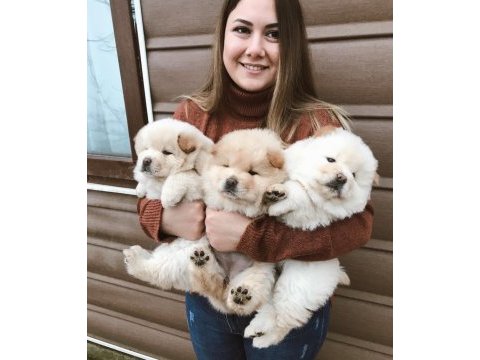 Safkan chow chow yavrularımız