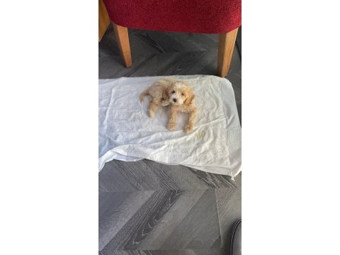 2 aylık bir dişi karma aşıları yapıldı tüm eşyalar maltipoo