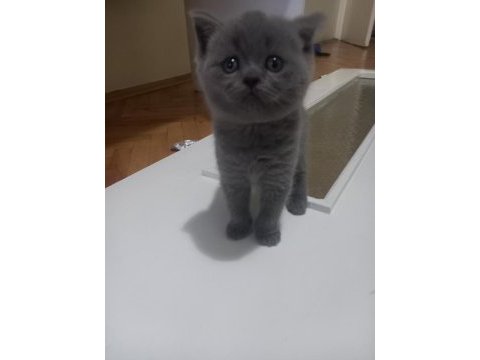 British shorthair 2 aylık