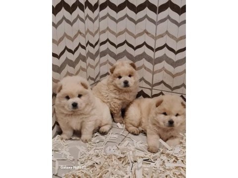 A-kalite beyaz chow chow bebekler