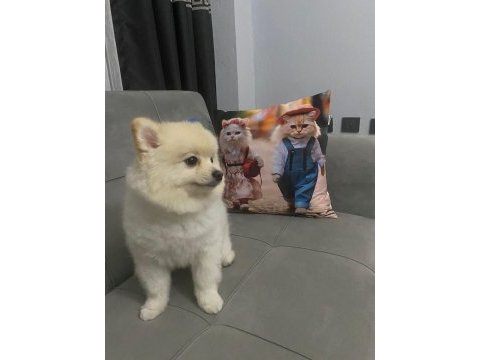 Pomeranian tilki surat köpeğimiz