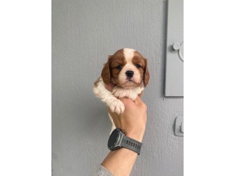 Orjinal ırk ve sağlık garantili cavalier king charles