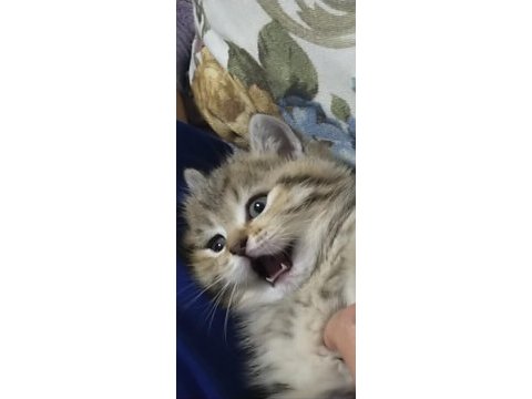 Şeker british longhair kızım yeni yuvasını arıyor