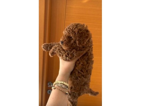 Tarçın ve lindanın poodle kızı