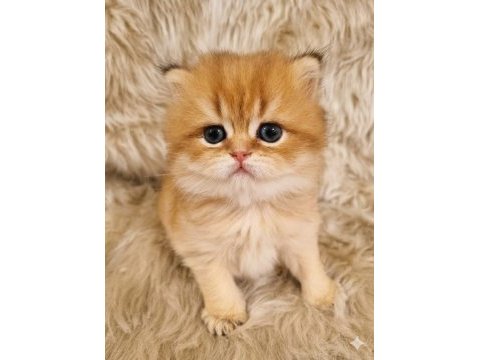 British shorthair harika yavrular